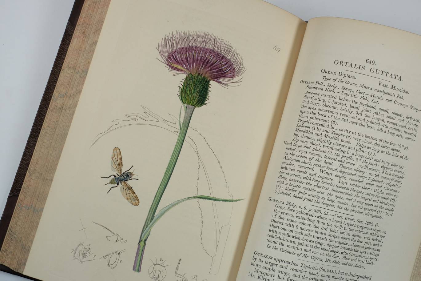 Curtis (John). British Entomology; Being Illustrations and Descriptions of the Genera of Insects - Image 9 of 11