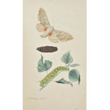 Watercolours. A collection of 28 watercolours of English butterflies and moths, executed by I.