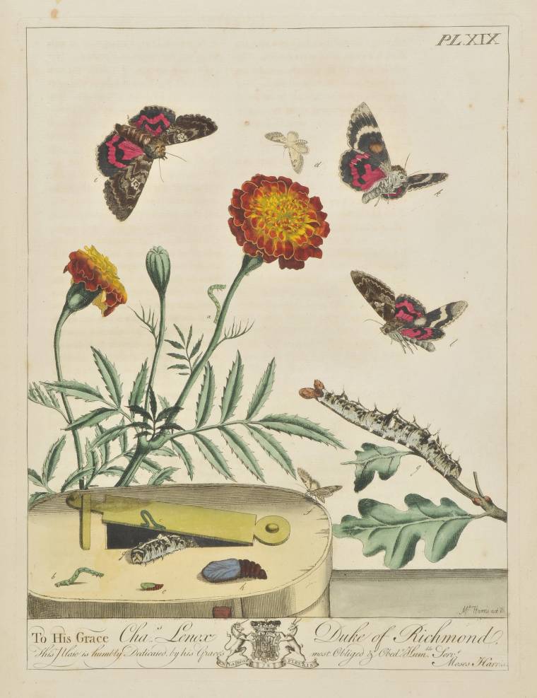 Harris (Moses). The Aurelian: Or, Natural History of English Insects; Namely Moths and - Image 3 of 12