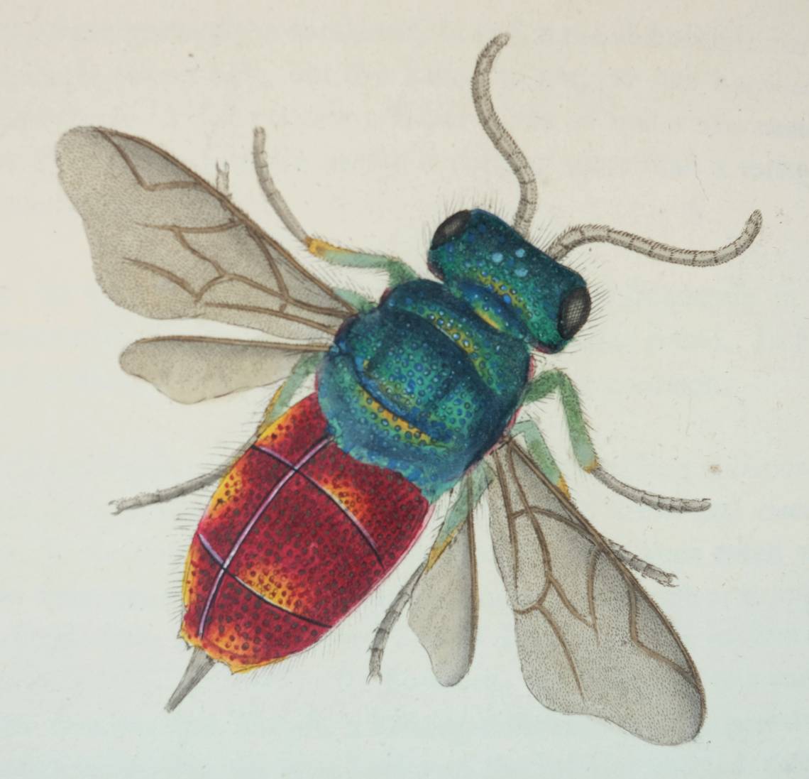 Donovan (Edward). The Natural History of British Insects; Explaining them in their several states, - Image 7 of 11