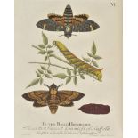 Albin (Eleazar). A Natural History of English Insects. Illustrated with a Hundred Copper Plates,