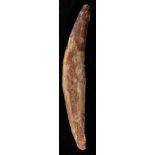 *Spinosaurus Tooth. An exceptional tooth from one of the largest predators to have walked on our