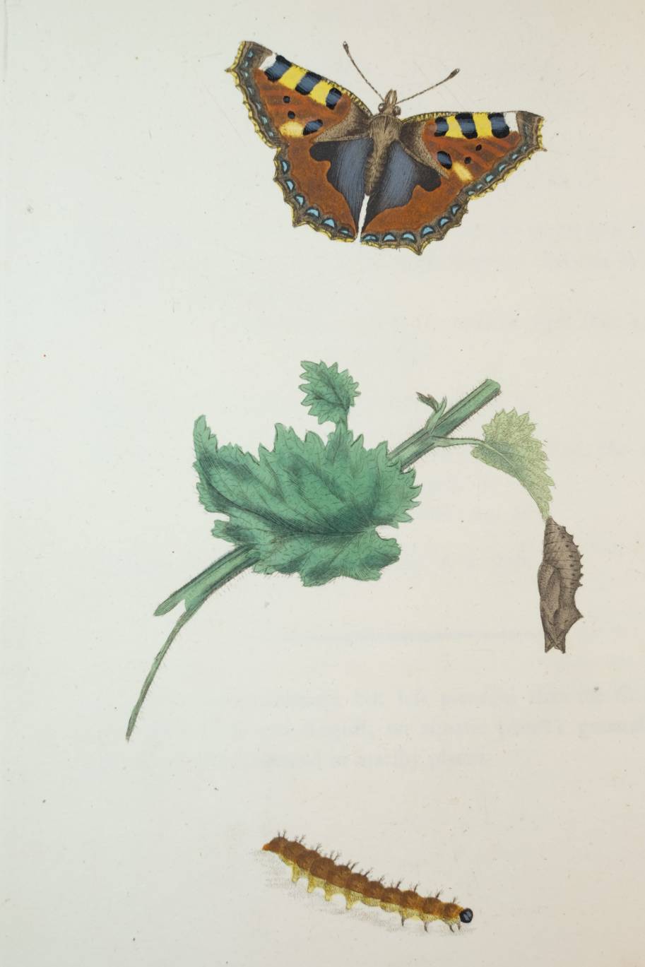 Donovan (Edward). The Natural History of British Insects; Explaining them in their several states, - Image 9 of 11