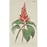 Curtis (William, and others). The Botanical Magazine or Flower-Garden Displayed, fourteen volumes