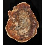 *Huge Fossil Wood section, Triassic period of Madagascar, this fossil wood slice weighs