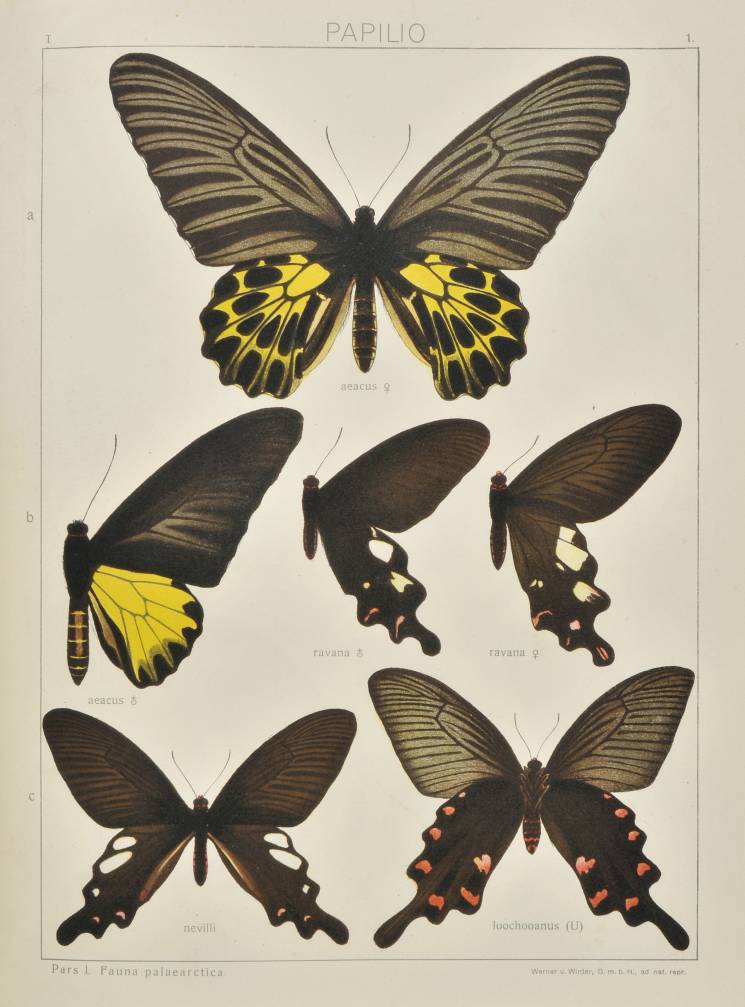 Seitz (Dr. Adalbert). The Macrolepidoptera of the World. A Systematic Account of all the known