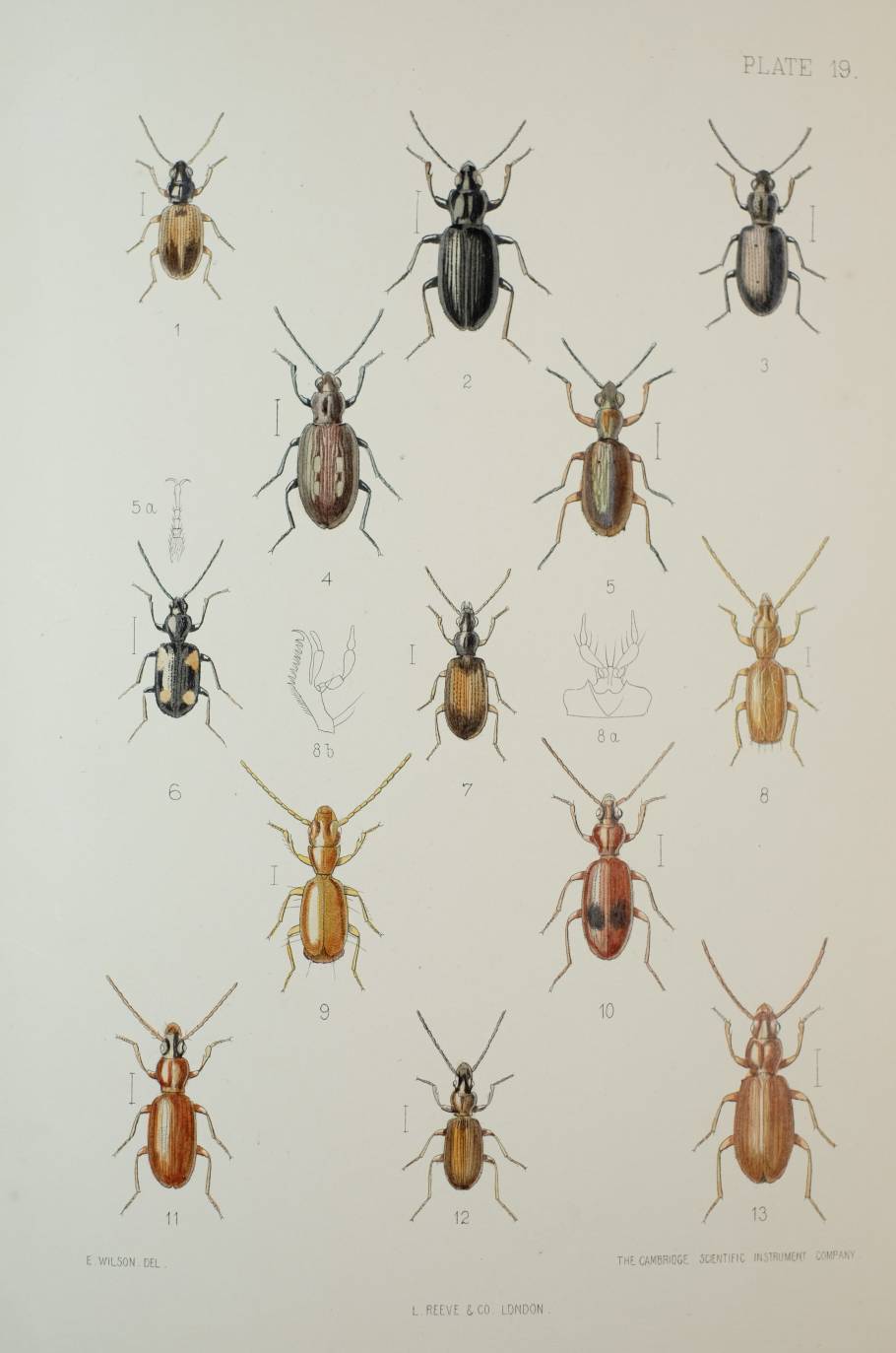 Fowler (W.W.). The Coleoptera of the British Islands. A Descriptive Account of the Families, - Image 6 of 6