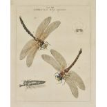 Harris (Moses). An Exposition of English Insects, Including the several Classes of Neuroptera,