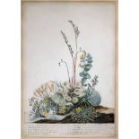 *Ehret (Georg Dionysius, 1710-1770). Group of flowering plants and mosses on a rocky bank, fine pen,