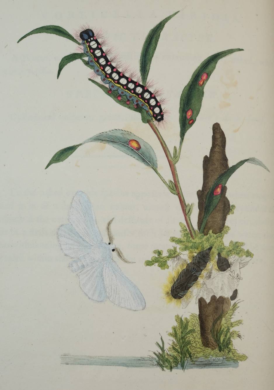 Donovan (Edward). The Natural History of British Insects; Explaining them in their several states, - Image 8 of 11