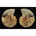 *Cleoniceras. A large and impressive display fossil, this ammonite has been cut through its centre