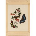 *Donovan (Edward, 1768-1837). Five original watercolour paintings of Tasmanian lepidoptera, together