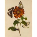 *Donovan (Edward, 1768-1837). Four original watercolour paintings for The Natural History of British