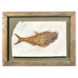 *Fossil Fish. A large Diplomistus fossil fish, Green River formation, Wyoming, Eocene period, 47