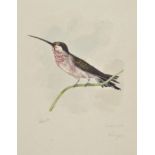 *Howitt (Samuel William 1765 - 1822). A collection of fourteen studies of birds, watercolour on