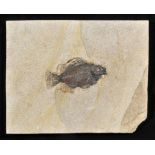 *Priscacara Fossil Fish, fossil perch discovered in the Green River Formation, Wyoming, USA and is