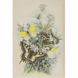 Humphreys (H. Noel). The Genera and Species of British Butterflies. Described and Arranged According
