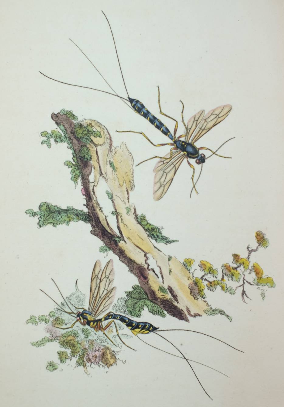 Donovan (Edward). The Natural History of British Insects; Explaining them in their several states, - Image 10 of 11