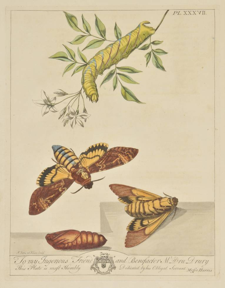 Harris (Moses). The Aurelian: Or, Natural History of English Insects; Namely Moths and - Image 5 of 12