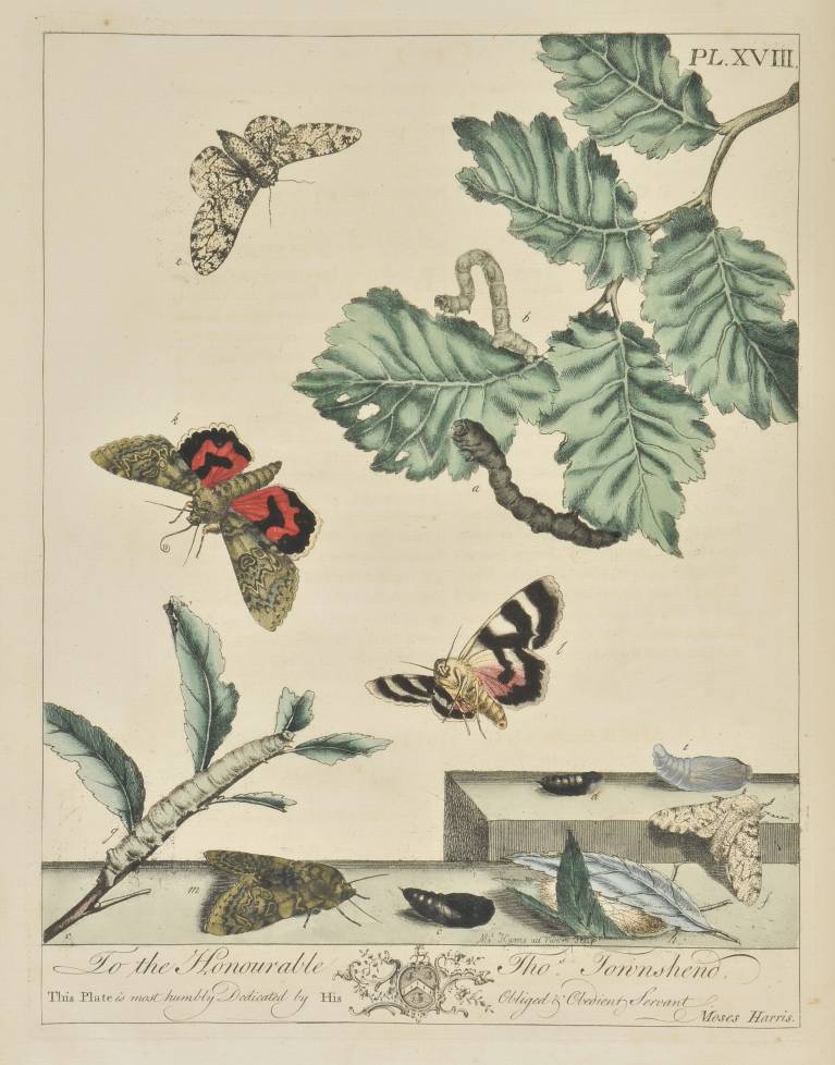 Harris (Moses). The Aurelian: Or, Natural History of English Insects; Namely Moths and - Image 2 of 12