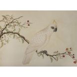 *Company School. Cockatoo on a branch, circa 1803, watercolour on J. Whatman watermarked paper, laid