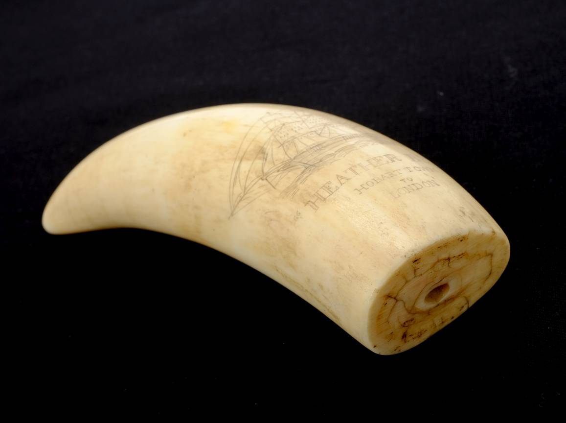 *Scrimshaw. A 19th-century whale's tooth with later decoration, engraved with a ship entitled " - Image 7 of 7