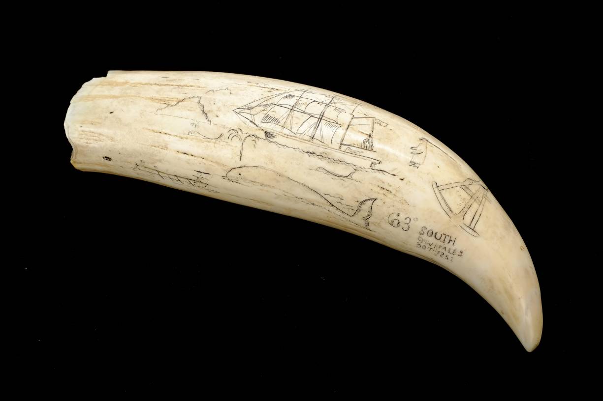 *Scrimshaw. A 19th-century whale's tooth with later decoration, engraved with a ship entitled " - Image 3 of 7