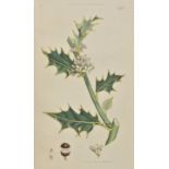 Sowerby (James, & Smith, James Edward). English Botany; or, Coloured Figures of British Plants, with