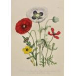 Loudon (Mrs. Jane). British Wild Flowers, 2nd edition, published William S. Orr & Co., [1846], title