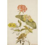 THOMAS ROBINS (probably the Elder, 1716-1880), Botanical illustration, watercolour, 7.75"x 11.5".