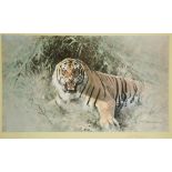 •DAVID SHEPHERD (b.1931) "Tiger Fire", published by Soloman & Whitehead (Guild Prints) Ltd, by