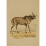 Samuel Howitt (1765-1822) "A Gnu"