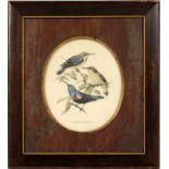 FRAMED PRINT, 'SONG BIRDS', "CINNYRIS ASIATICUS"Wood Frame Size, 10 1/2" High x 9 1/2" Wide.Oval