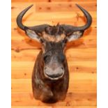 AFRICAN BLUE WILDEBEEST SHOULDER MOUNT, H 35", W 23", D 31"U.S. residents outside of Michigan,