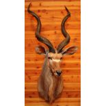 AFRICAN SOUTHERN GREATER KUDU SHOULDER MOUNT, H 66", W 17", D 37"U.S. residents outside of Michigan,
