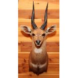 AFRICAN CHOBE BUSHBUCK SHOULDER MOUNT, H 33", W 14", D 18"U.S. residents outside of Michigan, must