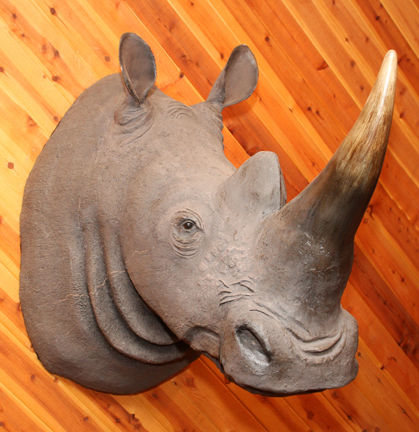 AFRICAN, REPRODUCTION FIBERGLASS, WHITE RHINO SHOULDER MOUNT, H 46", W 24", D 51"Spitting on top.