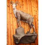NORTH AMERICAN STONE'S SHEEP FULL BODY WALL MOUNT WITH FAUX ROCK BASE, H 86", W 54", D 26"Sales in
