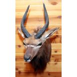 AFRICAN SOUTHERN NYALA SHOULDER MOUNT, H 32", W 17", D 31"U.S. residents outside of Michigan, must