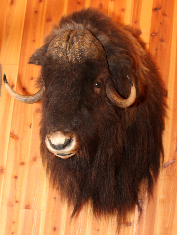 BARREN GROUND MUSK OX SHOULDER MOUNT, H 46", W 25", D 34"U.S. residents outside of Michigan, must - Image 2 of 2