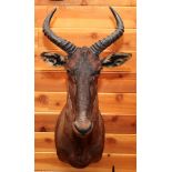 AFRICAN TSESSEBE SHOULDER MOUNT, H 38", W 16", D 26"U.S. residents outside of Michigan, must