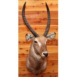 AFRICAN COMMON WATERBUCK SHOULDER MOUNT, H 53", W 20", D 27"U.S. residents outside of Michigan, must