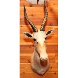 AFRICAN WHITE BLESBOCK SHOULDER MOUNT, H 38", W 10", D 21"U.S. residents outside of Michigan, must