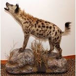 AFRICAN SPOTTED HYENA FULL BODY MOUNT ON A SCULPTED STAND, H 53", L 48", D 24"U.S. residents outside