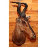 AFRICAN RED HARTEBEEST SHOULDER MOUNT, H 90", W 20", D 21"U.S. residents outside of Michigan, must
