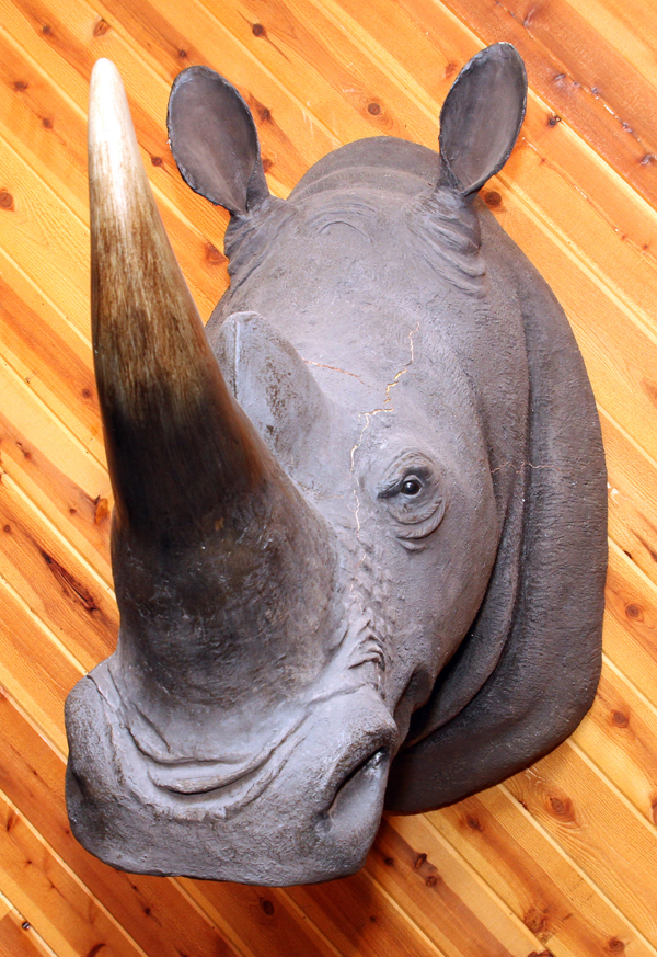 AFRICAN, REPRODUCTION FIBERGLASS, WHITE RHINO SHOULDER MOUNT, H 46", W 24", D 51"Spitting on top. - Image 2 of 2