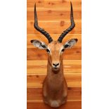 AFRICAN SOUTHERN IMPALA SHOULDER MOUNT, H 40", W 10", D 23"U.S. residents outside of Michigan,