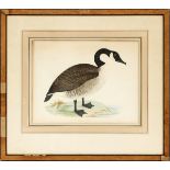 LONDON HAND COLORED LITHOGRAPH CANADIAN GOOSE 1855 H 9 1/2" W 12"maple frameframe has some looses-