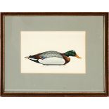 WILLIAM P TYNER, HAND COLORED LITHOGRAPH, MALLARD, H 5 1/2", W 8 1/2"Signed and titled; framed.