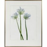 G. SCHNEIDER (FLEMISH 1882), WATERCOLOR, 1993, BLUE FLOWERS,Pencil signed and dated 1973.Good